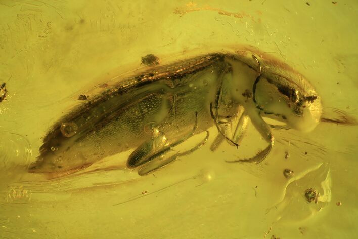 Detailed Fossil Beetle (Coleoptera) In Baltic Amber #102766